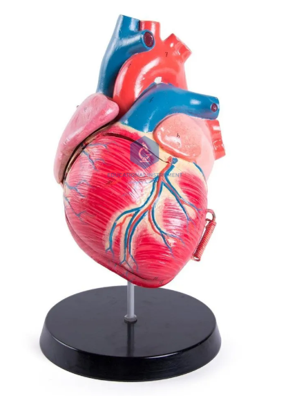 Jumbo Human Heart Model